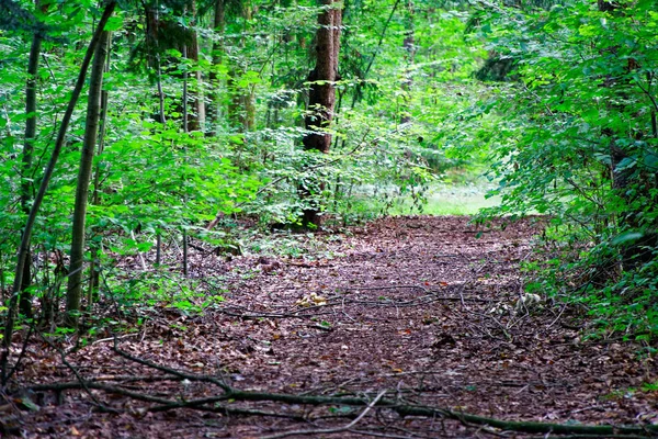 Patika üzerinden yeşil orman kayın ağaçlar Güz. — Stok fotoğraf