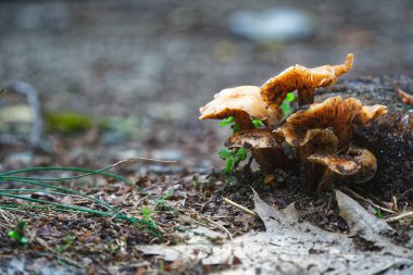 Sonbahar yaprakları ve ormandaki yaşlı yapraklar arasında mantar, Peyzaj Sonbahar.