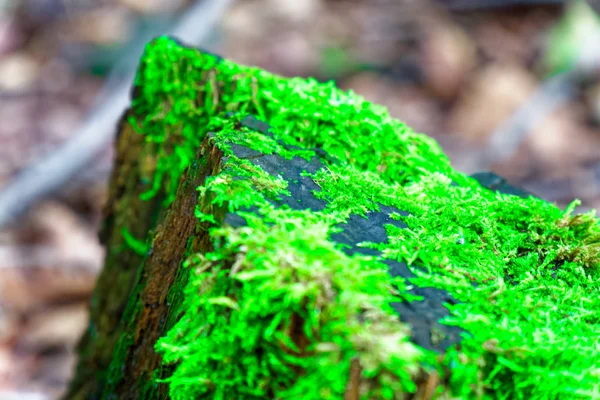 Moss ağaç kökleri, şube ve günlük yeşil bir ormandaki veya ağaç gövdesi üzerinde moss. Ağaç kabuğu yeşil yosun ile. Seçici odak. — Stok fotoğraf