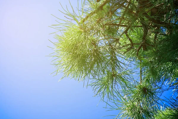 Pine buds on the abstract blurred background — Stock Photo, Image