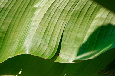 Muz yaprakları, ışık ve yeşil tropikal bitki örtüsü doku arka plan gölgesi