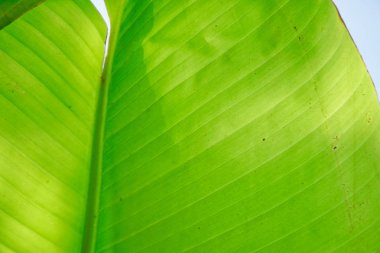 Muz yaprakları, ışık ve yeşil tropikal bitki örtüsü doku arka plan gölgesi