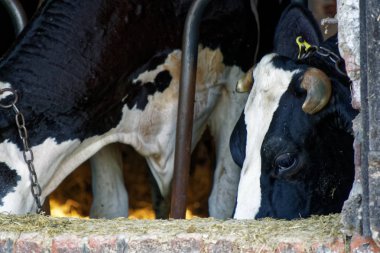 İstikrarlı, hayvan tema içinde süt inekleri