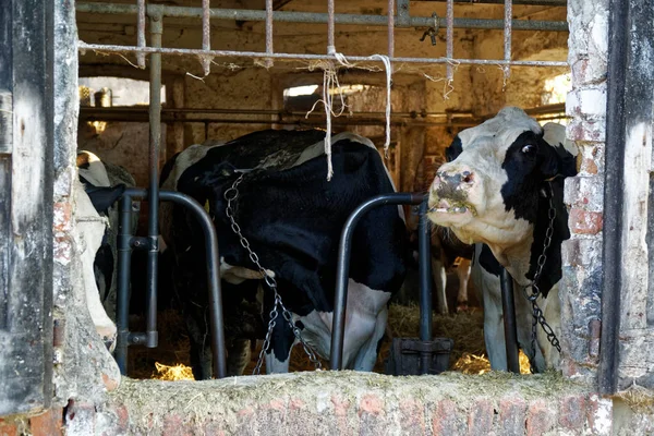 Dairy cows in the stable, animals theme