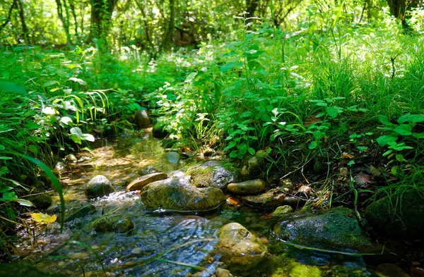 Ruisseau dans la forêt, rivière Mountain dans le bois — Photo