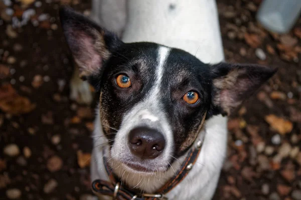 Mutlu gülümseyen evsiz köpek, şirin köpek yavrusu — Stok fotoğraf