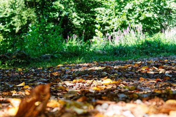 Laub im Herbst Holz, bunte Äste im sonnigen Wald, Herbst natürlichen Hintergrund — Stockfoto