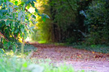 Gizemli yolu ormandaki, patika çalıştırmak için