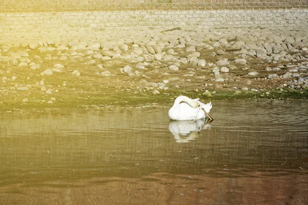 Cisne branco bonito com bico vermelho nadando no lago — Fotografia de Stock