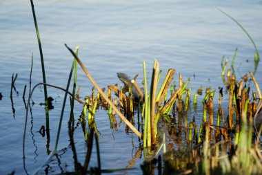 Kesim sazlık Nehri'nde, sonbahar son gün sıcak, renk düşer