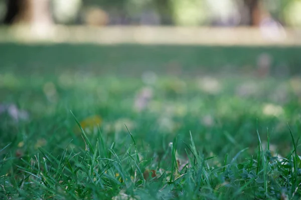Folhas de outono amarelas caídas no chão. Patch de grama verde fresca em foco em primeiro plano. Belo parque de queda — Fotografia de Stock