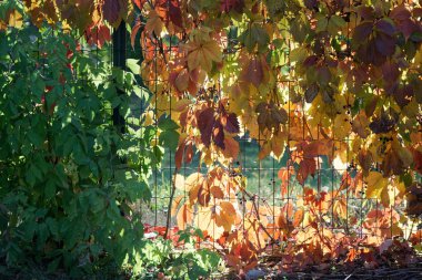 Sonbahar Şehir Parkı sonbahar renkleri, dört mevsim