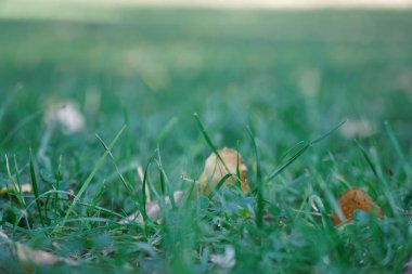 Yere düşen sarı sonbahar yaprakları. Focus ön planda taze yeşil çim yama. Güzel sonbahar park