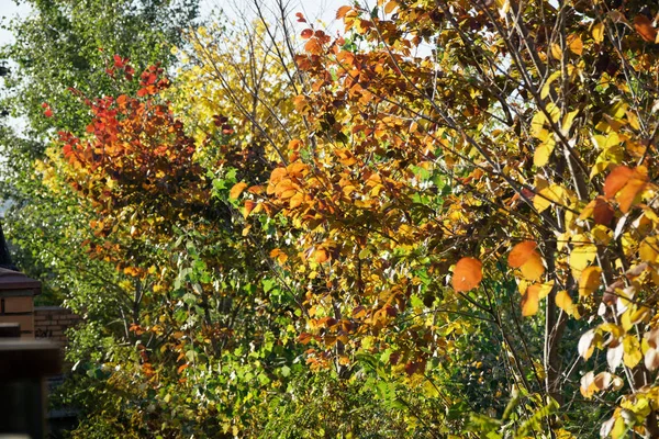 Podzimní městský park podzimních barvách, čtyři roční období — Stock fotografie