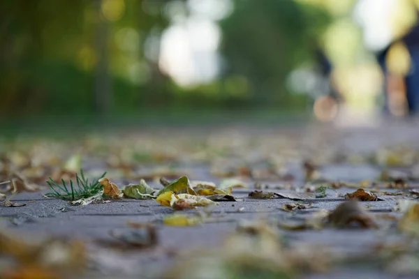 Herfst stadspark vallen kleuren, vier seizoenen — Stockfoto