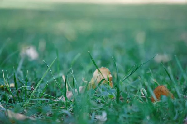 Herabgefallene gelbe Herbstblätter auf dem Boden. Flecken frischen grünen Grases im Fokus im Vordergrund. schöner Herbstpark — Stockfoto