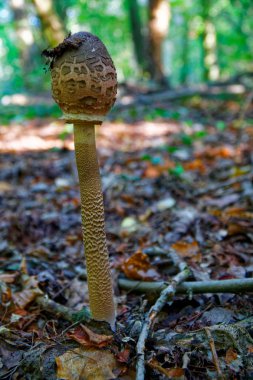 Şemsiye mantar orman (Macrolepiota procera veya Lepiota procera)