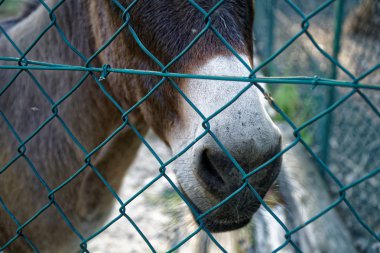 Eşek arkasında net, Evcil hayvan