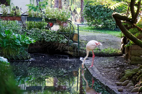 Flamingo como animales domésticos, el concepto de romance delicado fondo del amor — Foto de Stock
