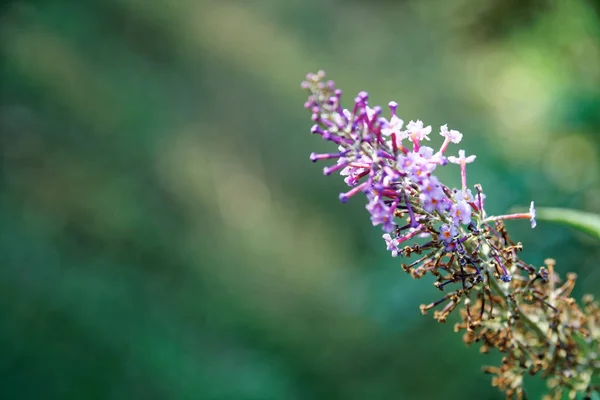 Fall flower, Blossoming flowers in a garden