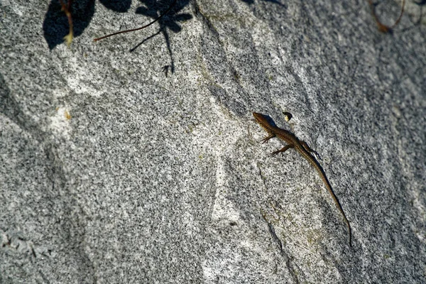 little lizard with long tail on the rock in nature detail photo