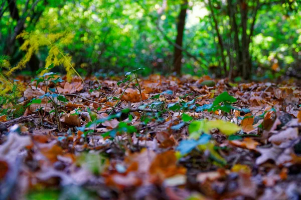 Herbst Stadtpark Herbstfarben, vier Jahreszeiten — Stockfoto