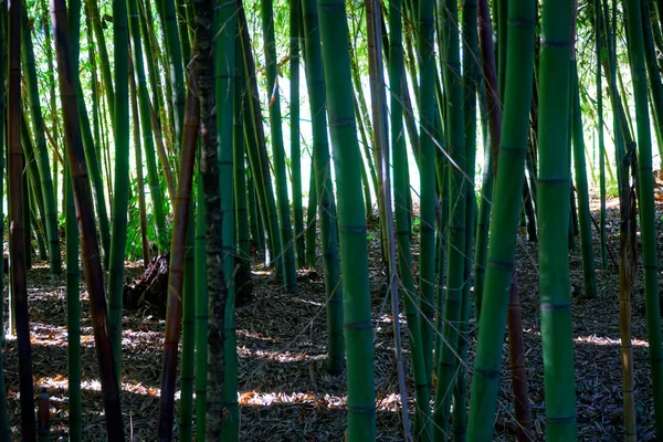 Bambusbaumlandschaft im tropischen Regenwald — Stockfoto