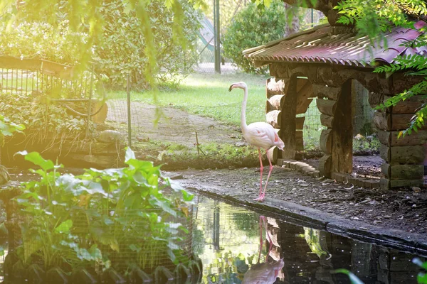 Flamingo als gedomesticeerde dieren, het concept van de gevoelige achtergrond van de romantiek van de liefde — Stockfoto