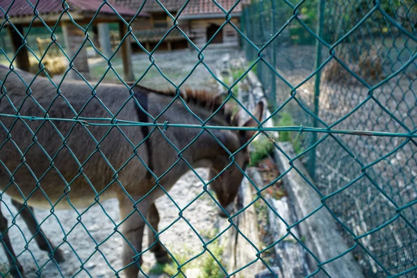 Burro atrás da rede, animal doméstico — Fotografia de Stock