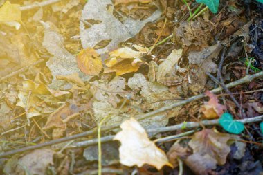 Sonbahar Şehir Parkı sonbahar renkleri, dört mevsim
