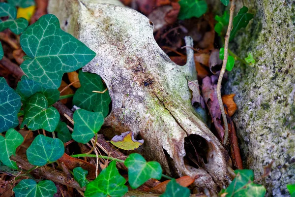 Тваринний череп у лісі, концепція жахів — стокове фото