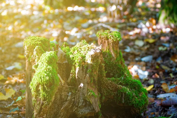 Mousse sur les racines des arbres, les branches et les billes dans une forêt verte ou mousse sur le tronc des arbres. Écorce d'arbre avec mousse verte. Concentration sélective — Photo