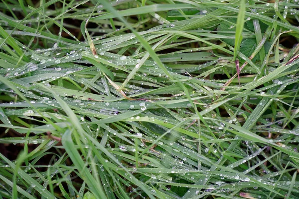 Herabgefallene gelbe Herbstblätter auf dem Boden. Flecken frischen grünen Grases im Fokus im Vordergrund. schöner Herbstpark — Stockfoto