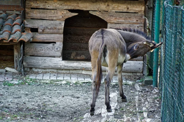 Burro detrás de la red, animal doméstico — Foto de Stock