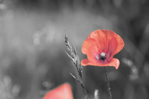 Fleur de pavot rouge avec fond monochrome sur champ frais printemps — Photo