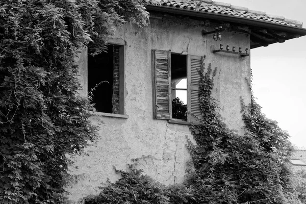 오래 된 집의 벽돌 벽에 흑백 상록 담 쟁이 — 스톡 사진