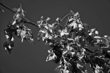 Güneşli havalarda, doğal arka plan kuru yapraklar