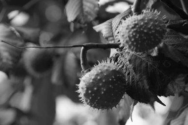 Rüzgarda sallanan ağaç dalı üzerinde yeşil kestane