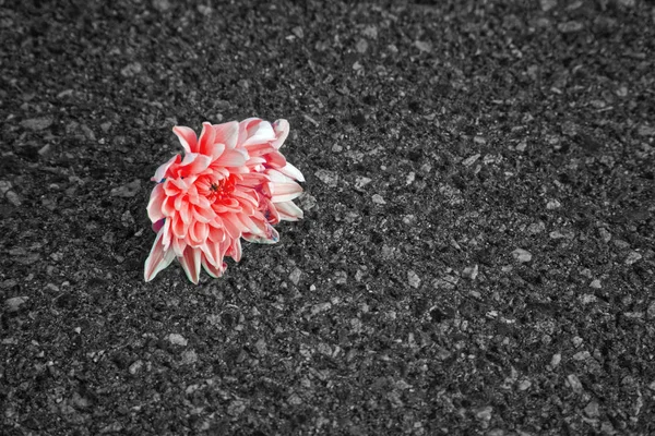 Monochrome red highlighted flower growth on asphalt, concept of hope