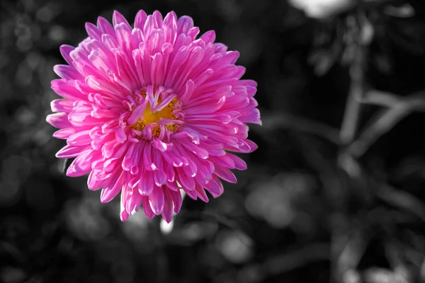 Monocromo LILAC pastel destacó flores en el día soleadofondo centrado —  Fotos de Stock