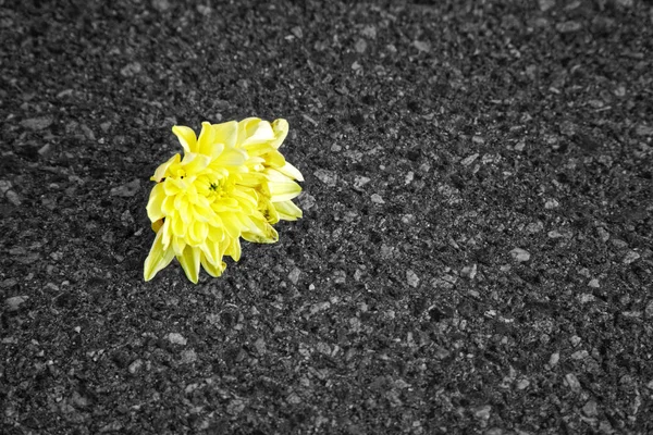 Monochromatyczne żółty kwiat wyróżnione wzrostu na asfalcie, koncepcja nadziei — Zdjęcie stockowe