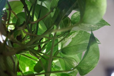 Büyük kapalı ev bitkisi soluk sarı Oda