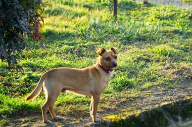 Çim, sevimli evcil hayvan köpek köpek