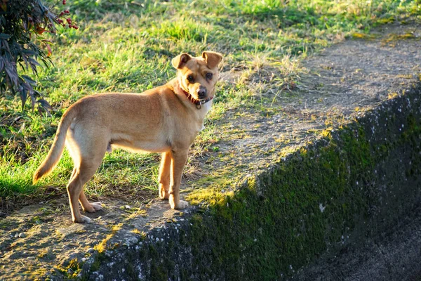 Cur perro en la hierba, lindo animal doméstico — Foto de Stock
