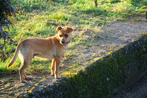 Cur perro en la hierba, lindo animal doméstico — Foto de Stock