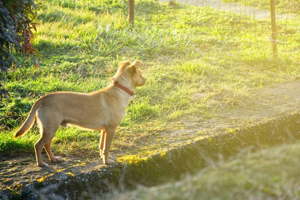 Çim, sevimli evcil hayvan köpek köpek — Stok fotoğraf