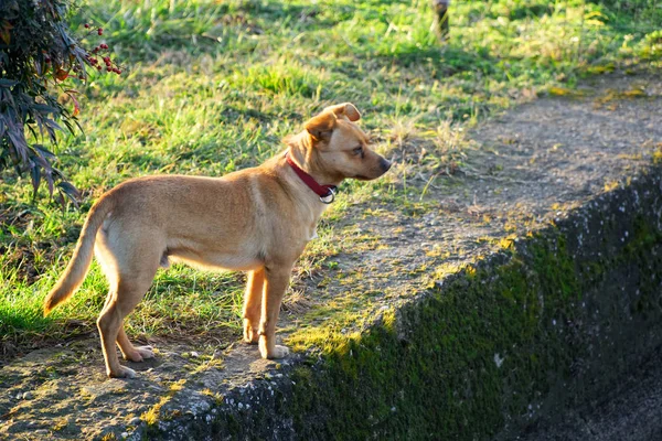Cur perro en la hierba, lindo animal doméstico — Foto de Stock