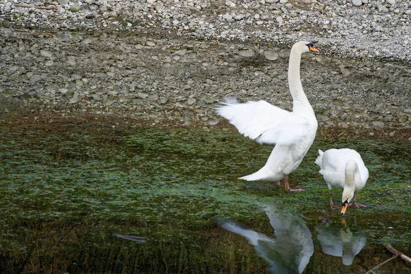 Casal serrado com plumagem branca no rio, reflexão da água — Fotografia de Stock