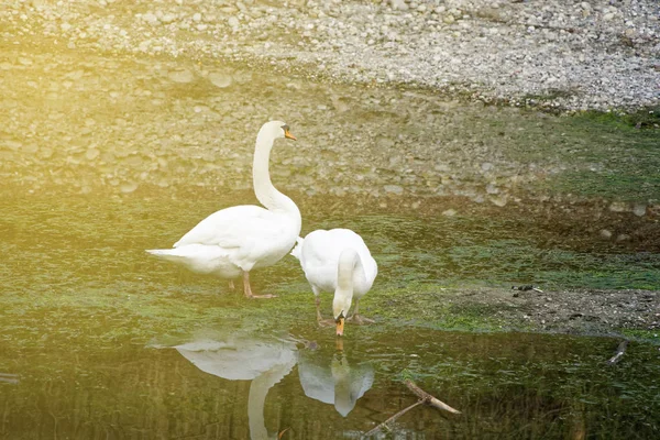 Casal serrado com plumagem branca no rio, reflexão da água — Fotografia de Stock