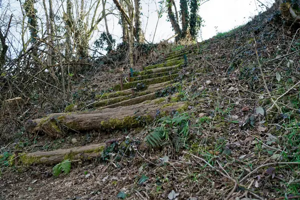Ahşap merdivenlerden, yosunlardan, ahşap merdivenlerden — Stok fotoğraf